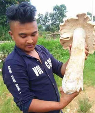 【塞纳春天整体家装】云南一村民捡到巨型野生菌 菌根比腿粗！